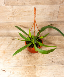 Anthurium vittarifolium 002