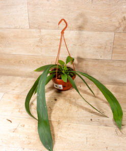 Anthurium vittarifolium 003