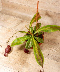 Nepenthes viking x ampullaria variegata 001