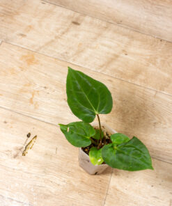 (Anthurium "Dark Mama" x Michelle) X (Papi Daniel x besseae aff.) 001