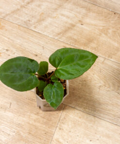 (Anthurium "Dark Mama" x Michelle) X (Papi Daniel x besseae aff.) 002