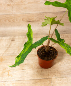 Alocasia sabrina aurea 002