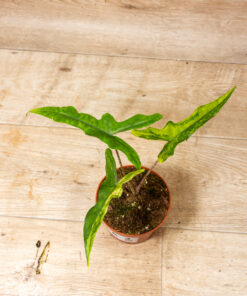 Alocasia sabrina aurea 003