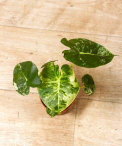 Alocasia dorayaki / London Eye albo variegata
