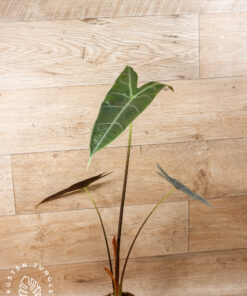 Alocasia Longiloba Silver 004