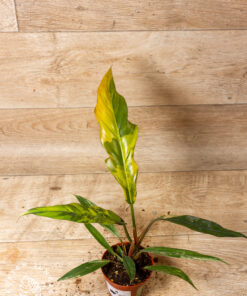 Philodendron caramel marble 001