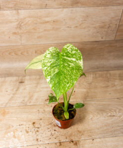Monstera mint 002