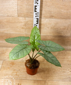 Alocasia heterophylla corazon 001