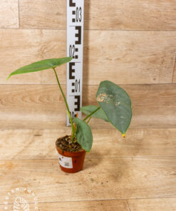 Alocasia puncak borneensis 001