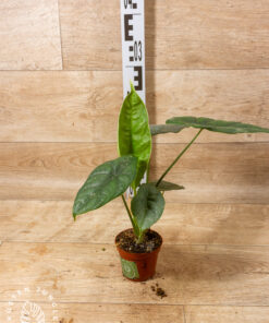 Alocasia puncak borneensis 002