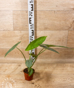 Alocasia puncak borneensis 005