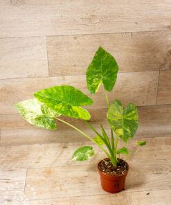 Alocasia Gageana Aurea 001
