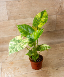 Alocasia Gageana Aurea 002 – Bild 2