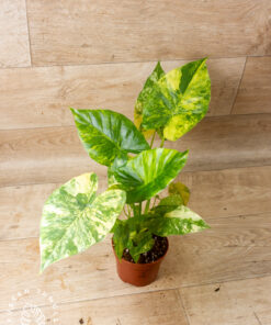 Alocasia Gageana Aurea 002