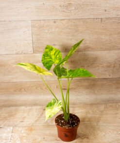 Alocasia Gageana Aurea 003 – Bild 2