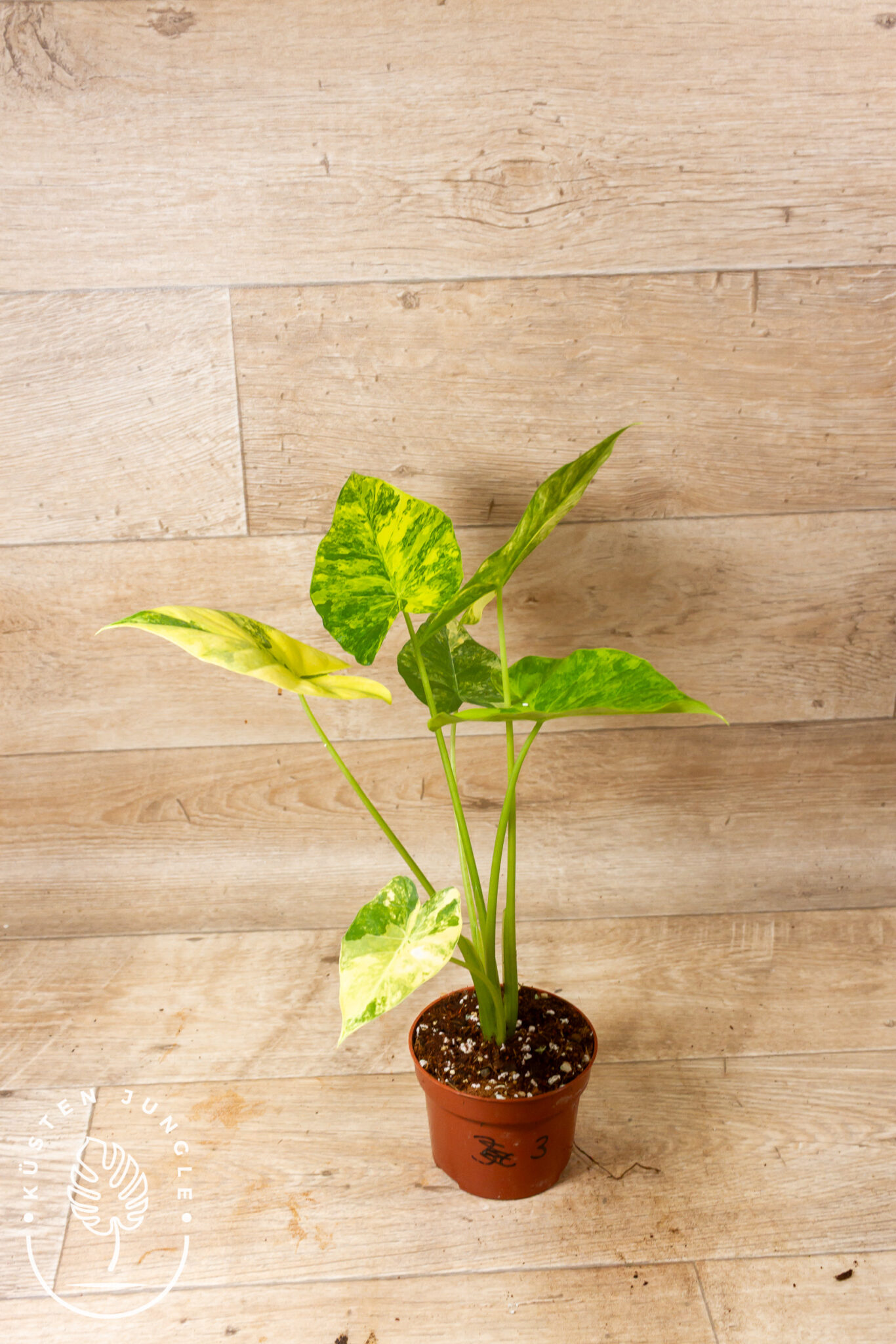 Alocasia Gageana Aurea 003 – Bild 2