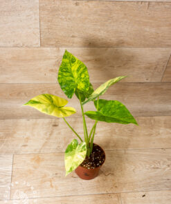 Alocasia Gageana Aurea 003