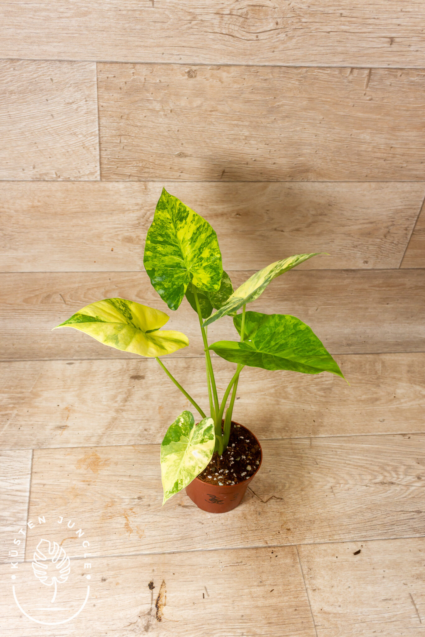 Alocasia Gageana Aurea 003