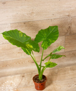 Alocasia Gageana Aurea 004 – Bild 2
