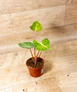 Alocasia New Guinea Gold 002 – Bild 2