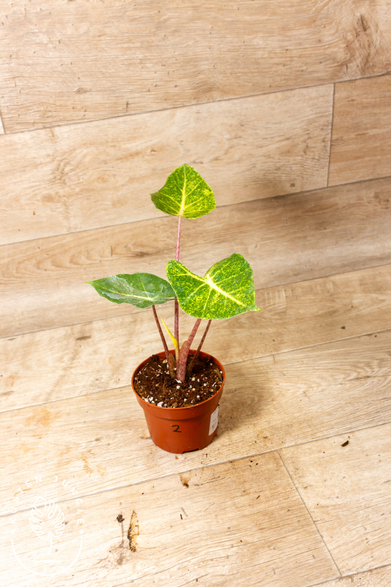 Alocasia New Guinea Gold 002 – Bild 2