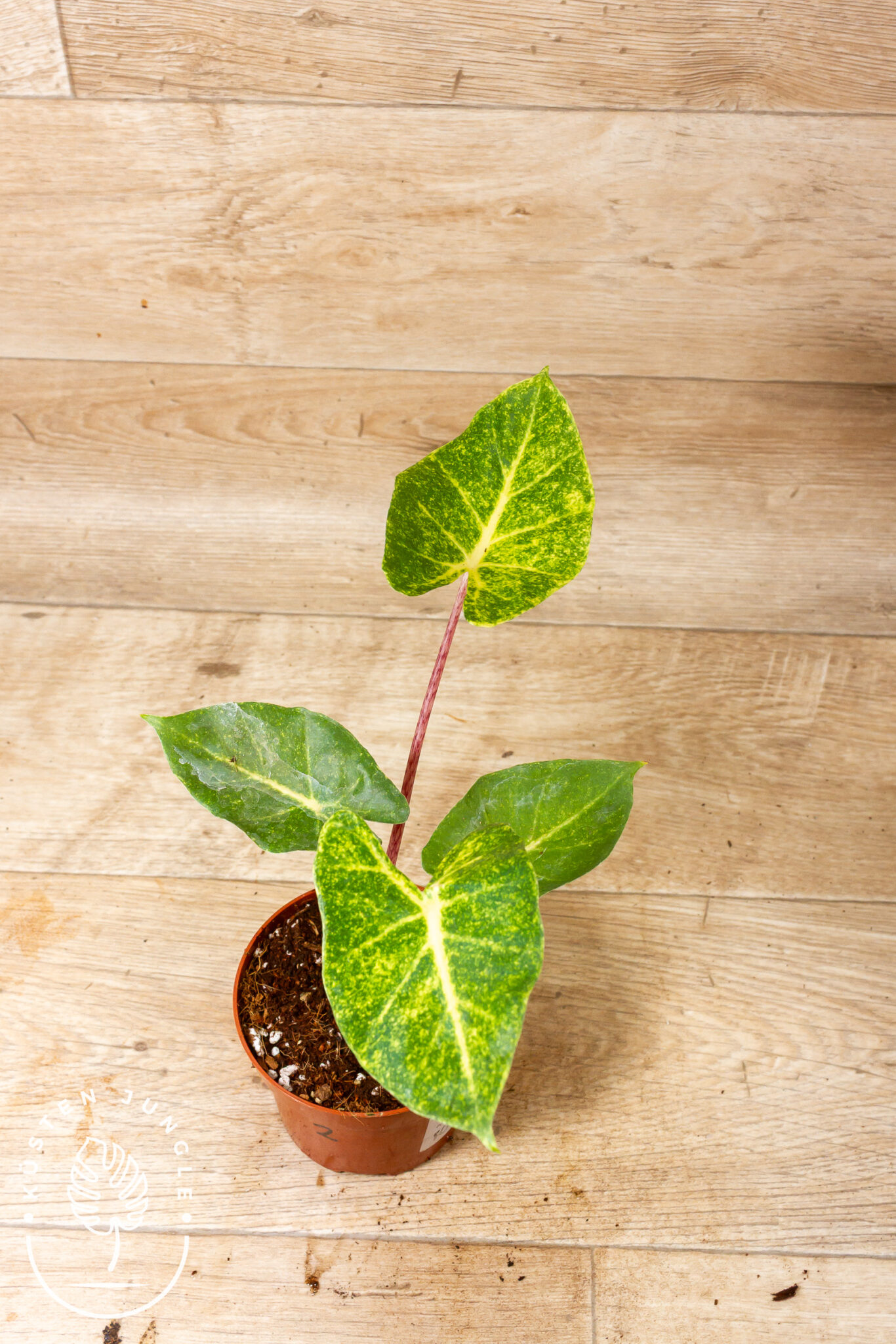 Alocasia New Guinea Gold 002