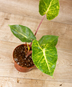 Alocasia New Guinea Gold 002 – Bild 3