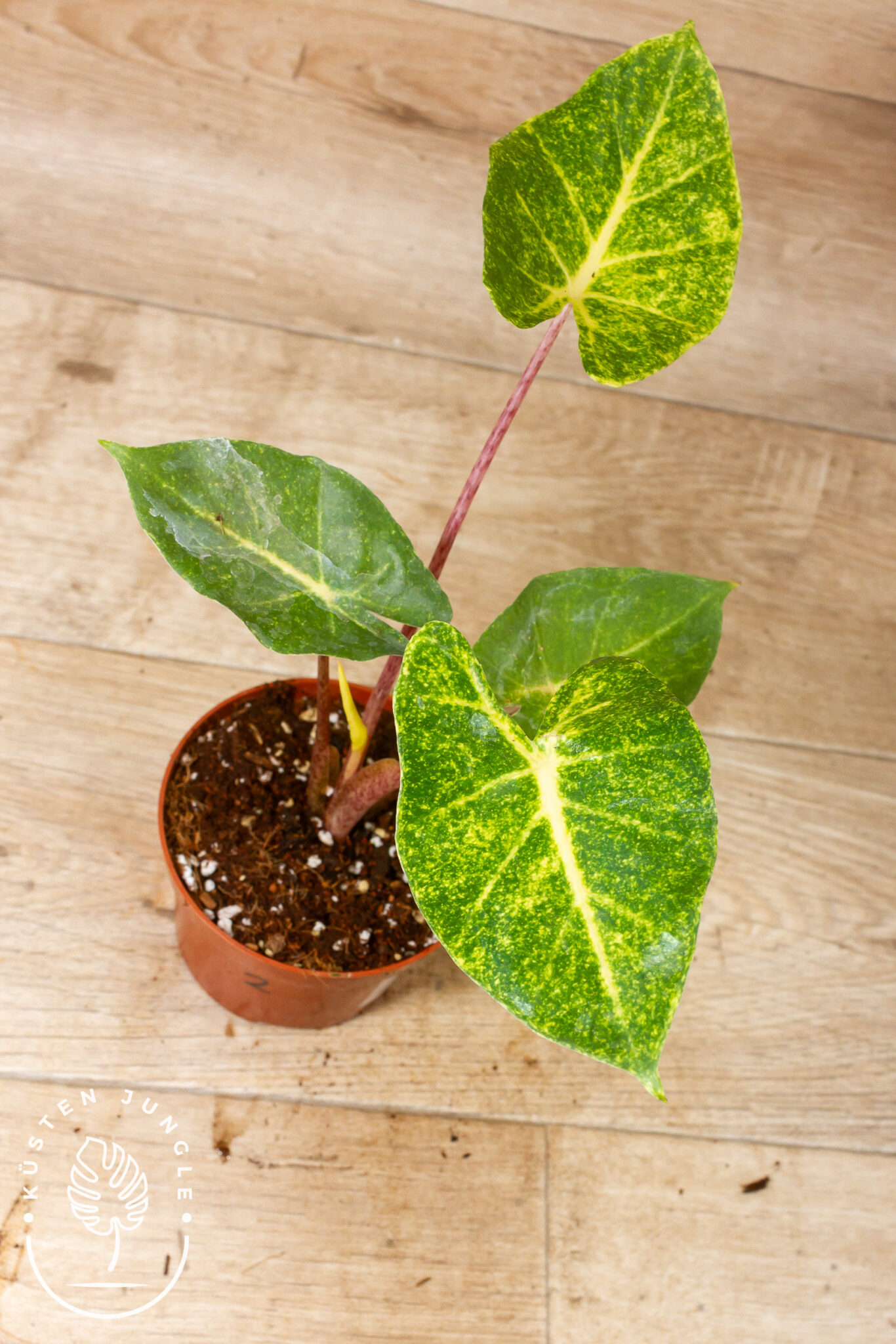 Alocasia New Guinea Gold 002 – Bild 3