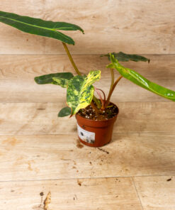 Philodendron billietiae variegata 001 – Bild 2