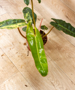 Philodendron billietiae variegata 001 – Bild 3