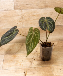 Anthurium DocBlock Zara® '3' X Zara® '33' Klone 002