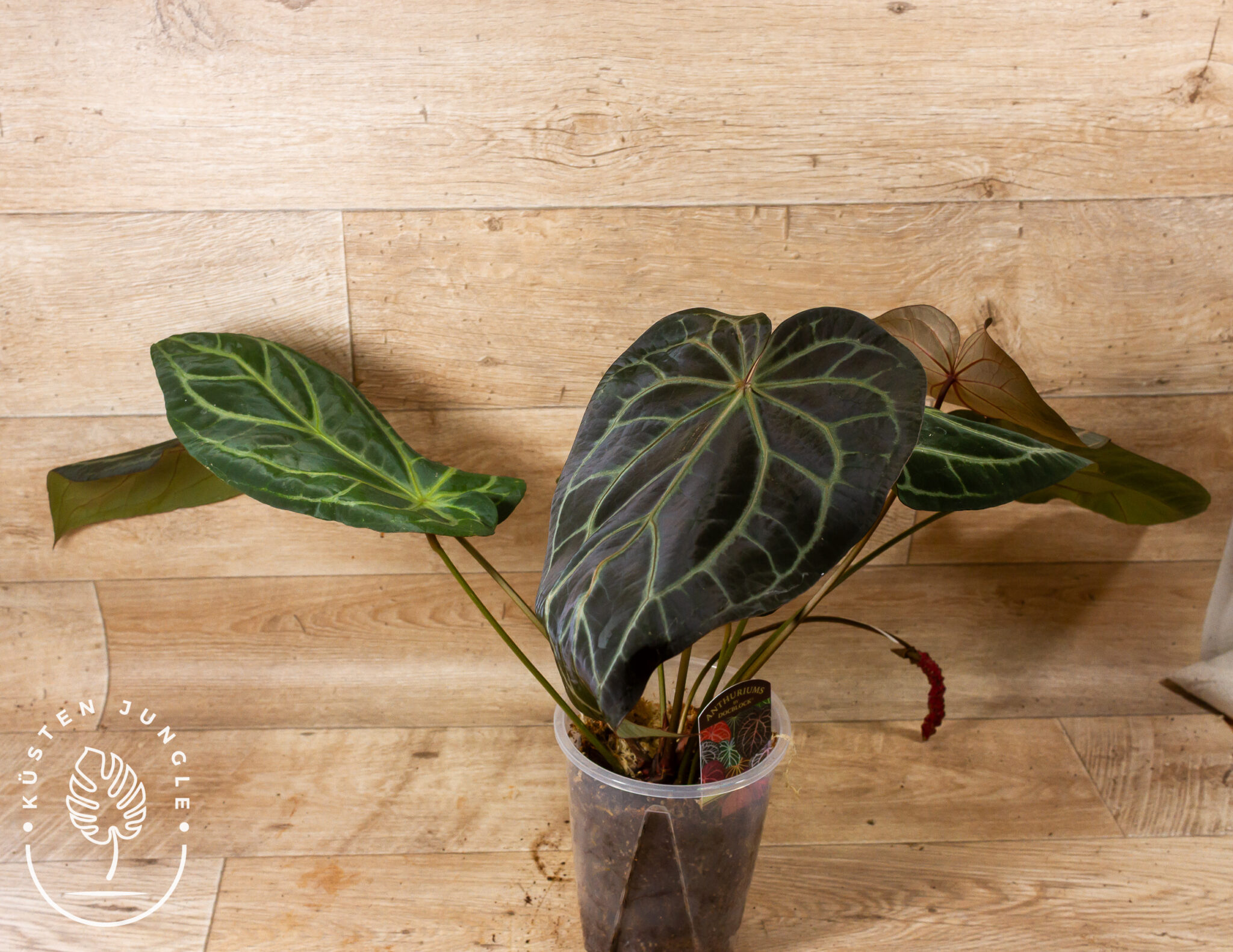 Anthurium DocBlock Zara '3' x Zara '33' mit samtig-dunklen, herzförmigen Blättern und heller Aderung