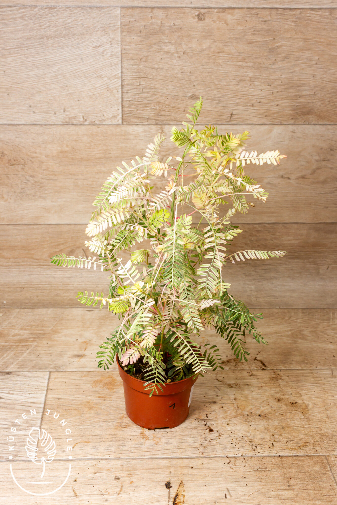 Phyllanthus urinaria 'Albo Variegata' mit gefiedert wirkenden, weiß-cremefarben panaschierten Blättchen