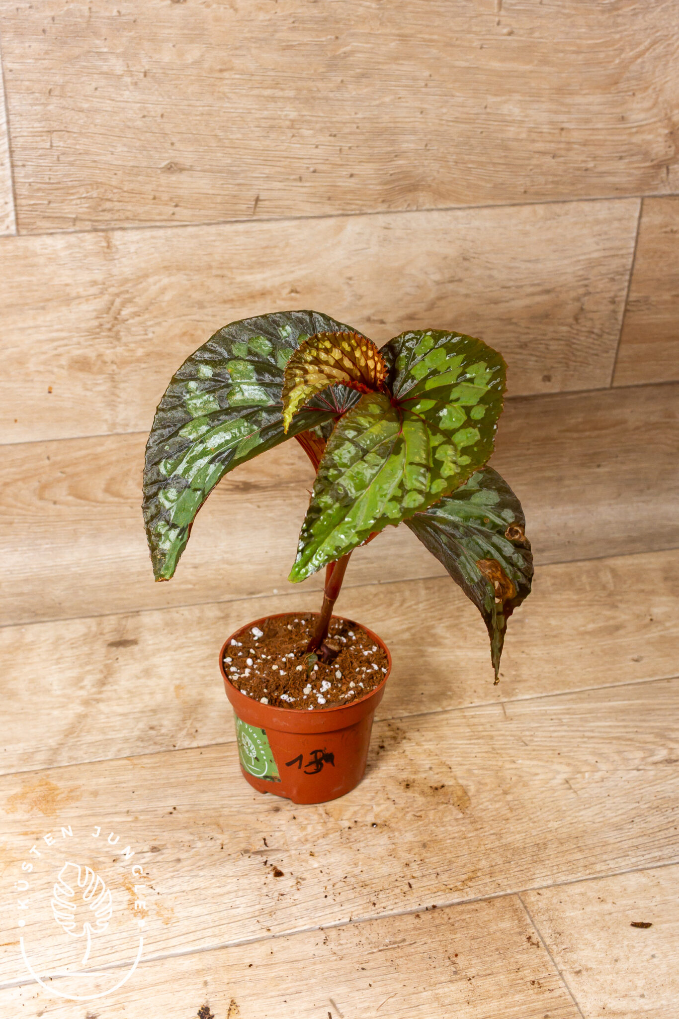 Begonia 'Lucifer' mit dunklen, fast schwarzen Blättern mit metallisch grüner Fleckenzeichnung und rot geaderten Jungblättern