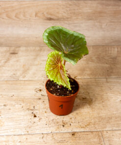 Begonia Baramensis 001