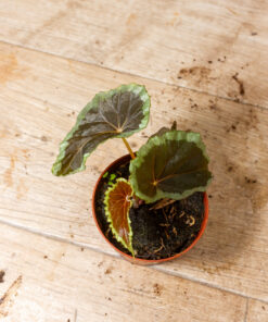 Begonia Baramensis 003