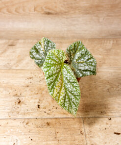 Begonia snow capped variegata 001