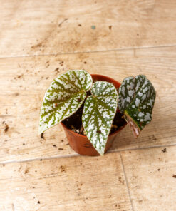 Begonia snow capped variegata 002