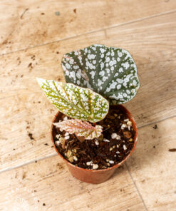Begonia snow capped variegata 003