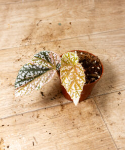Begonia snow capped variegata 004