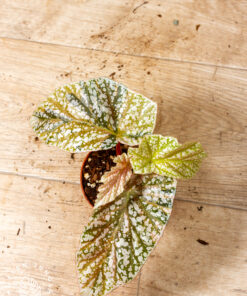 Begonia snow capped variegata 005