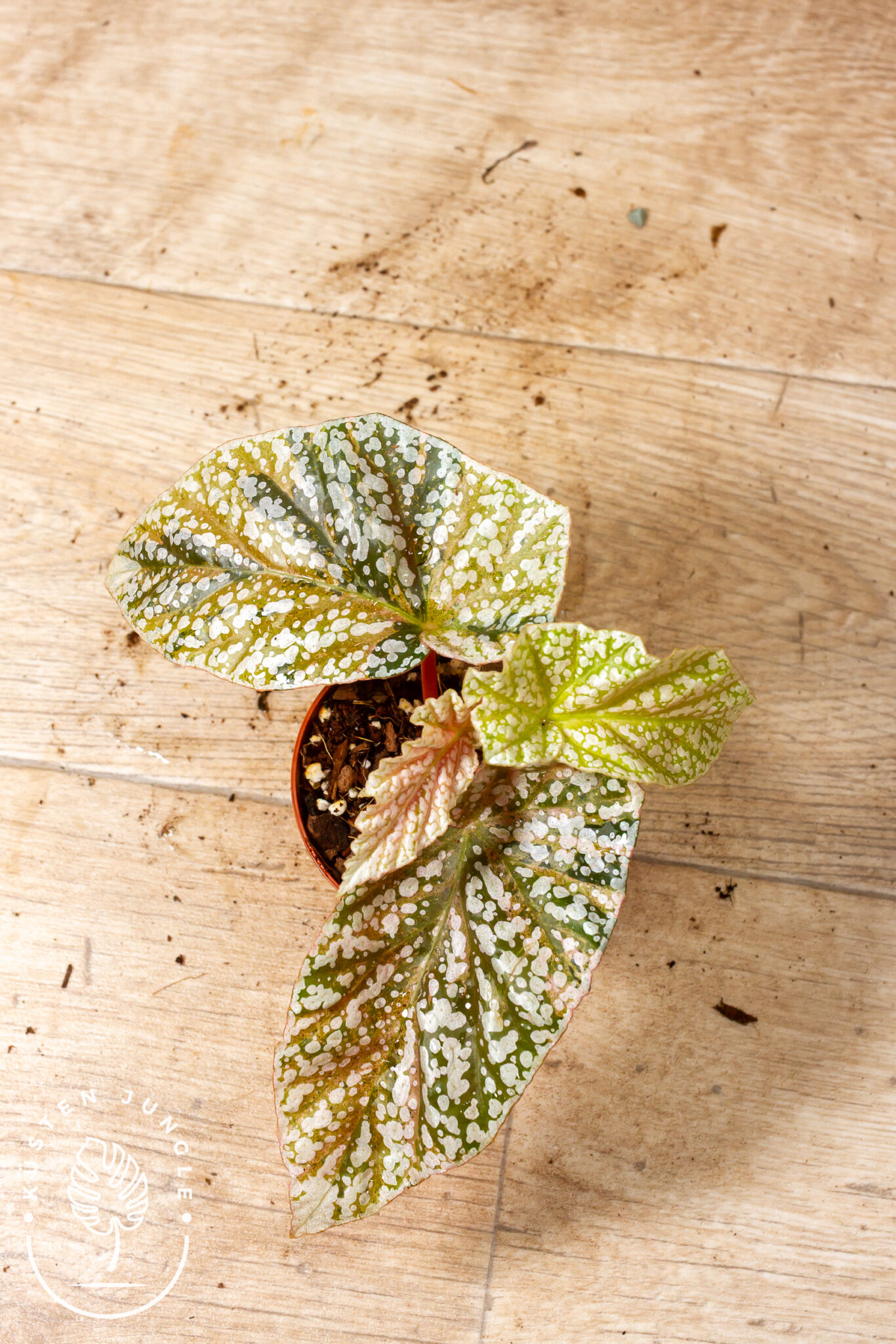 Begonia 'Snow Capped' Variegata mit silbrig gepunkteten, grün-rosa-cremefarben panaschierten Flügelblättern