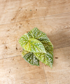 Begonia snow capped variegata 006