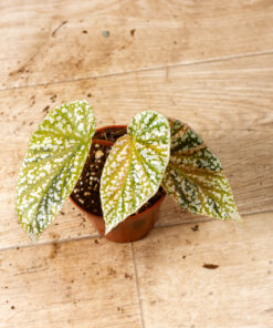 Begonia snow capped variegata 007