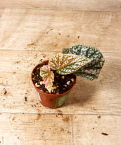Begonia snow capped variegata 008