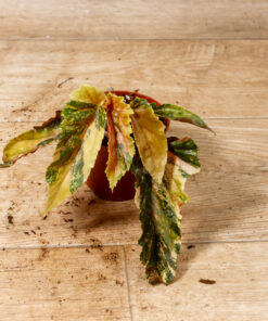 Begonia ginny galaxy variegata 001