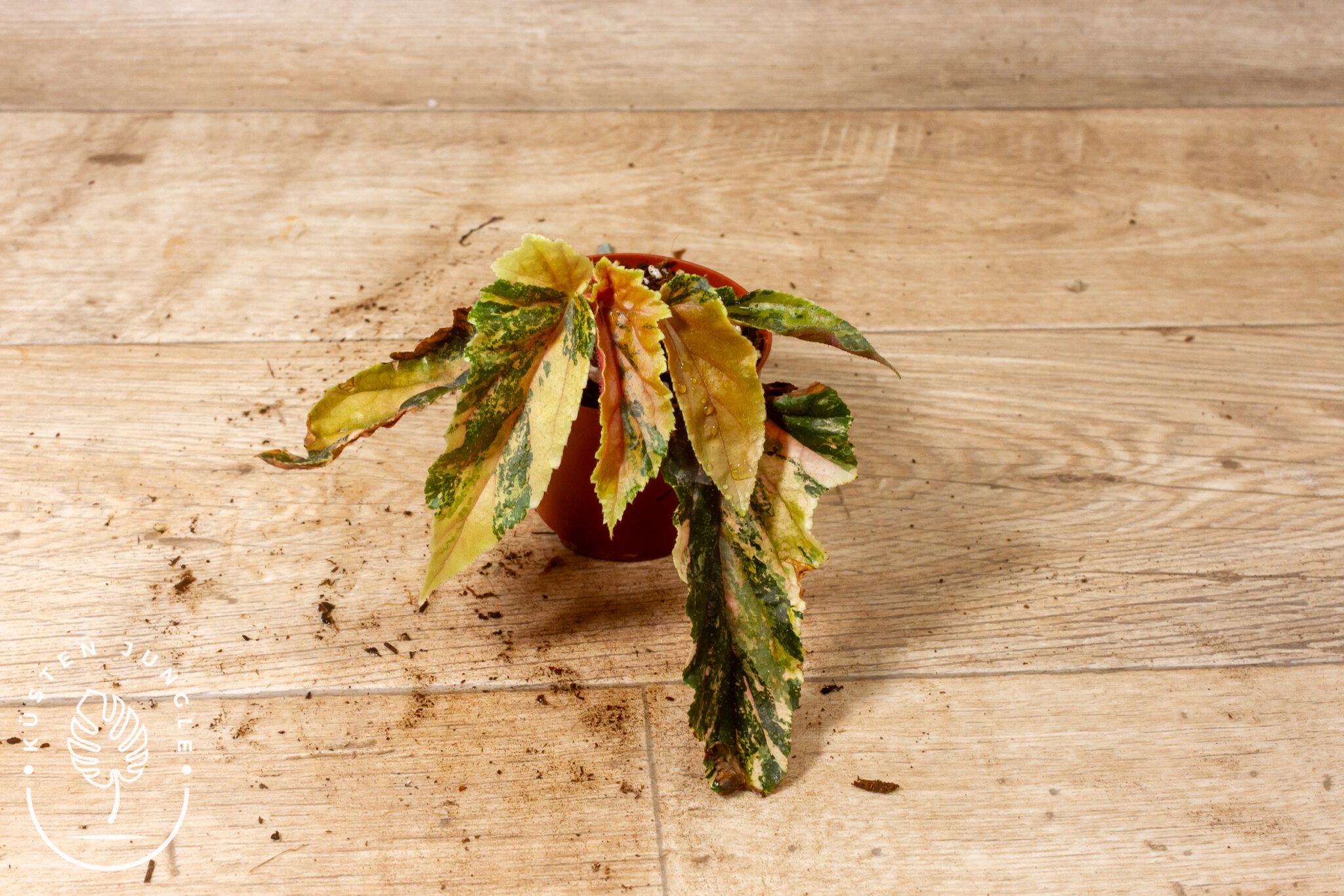 Begonia 'Ginny Galaxy' Variegata mit lanzettlichen Blättern in Limette, Gelb und Rosa mit rötlicher Blattunterseite