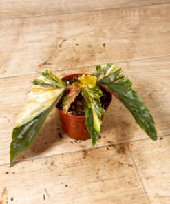Begonia ginny galaxy variegata 002