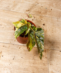 Begonia ginny galaxy variegata 003
