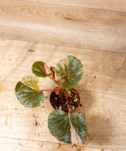 Begonia cucullata pink variegata 001